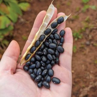 Beans Thumbnail
